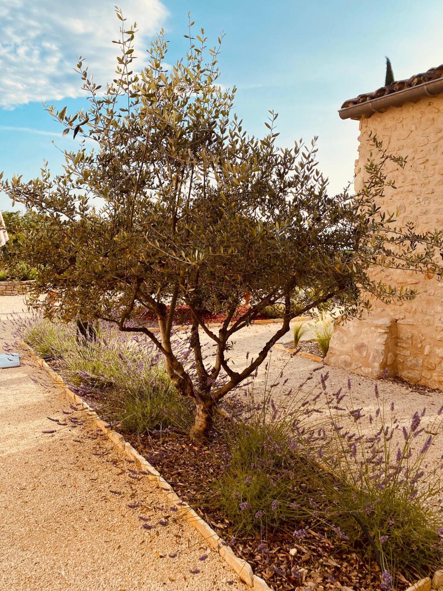 Вилла La Bastide Des Oliviers Provence - Mirabel Aux Baronnies Экстерьер фото
